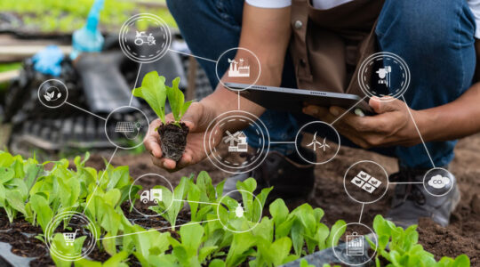 capteurs IoT agricoles